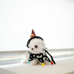Bichon Frise Joy