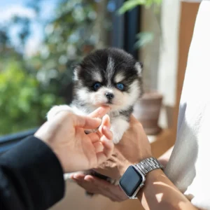Meet Jasper: High energy, compact size, big personality.
