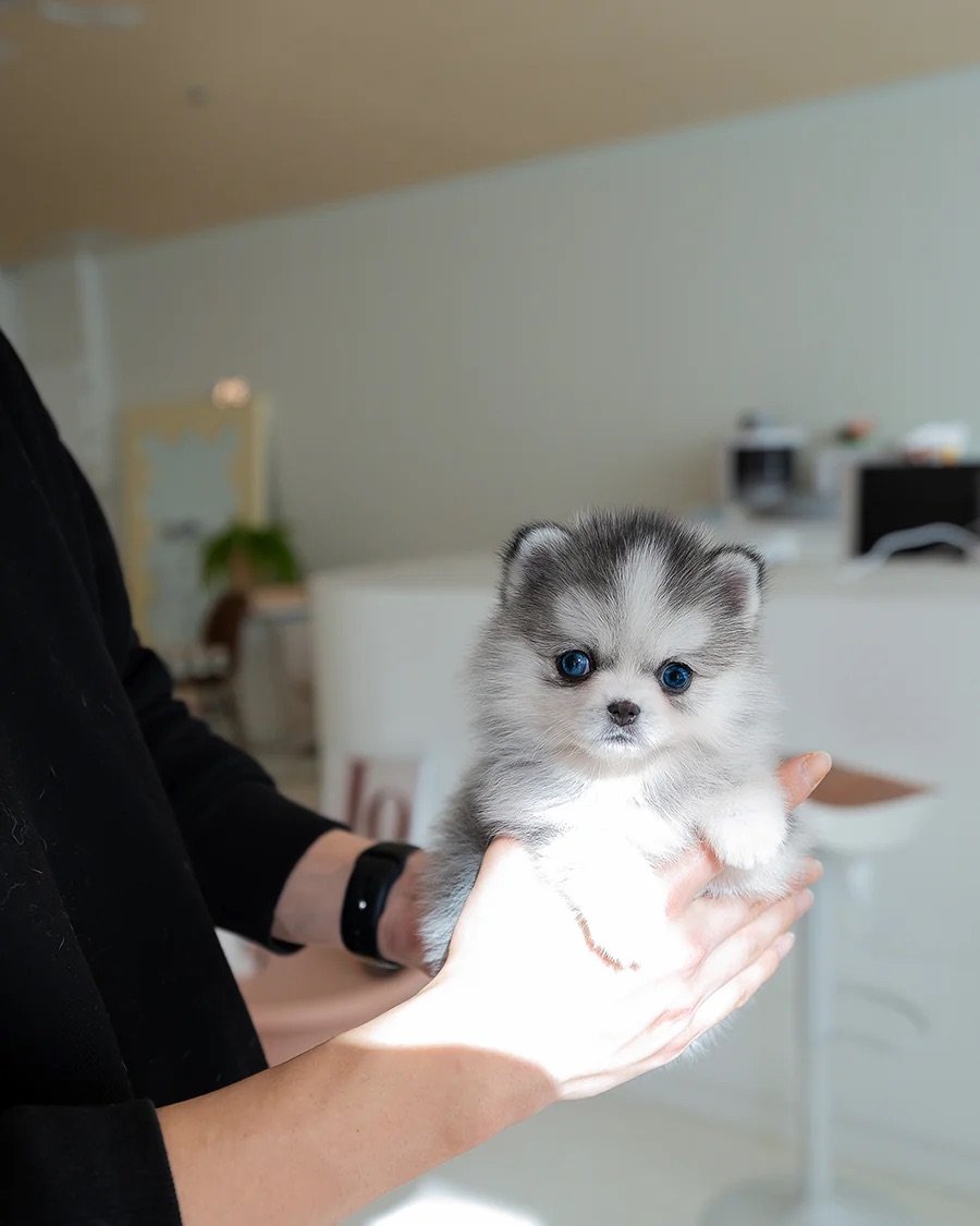 pomsky-azure-female-silver-white-puppy