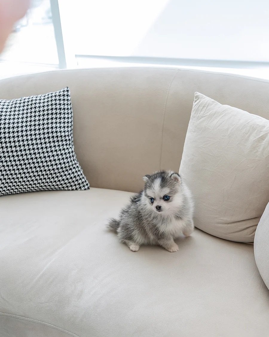 Pomsky Azure puppy near me