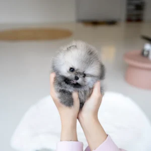 Pomeranian-Pip