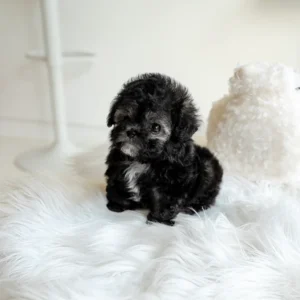 Poodle - Rosa