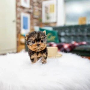 Thumbelina