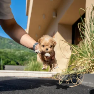 Maltipoo - Peanut