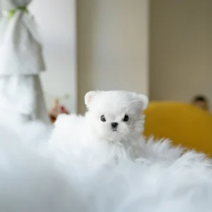 Maltese - Benjamin