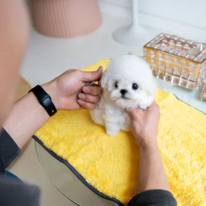 Bichon Frise - Marshmallow
