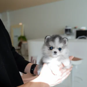 Pomsky - Azure | Mini Pomsky Puppy for Sale