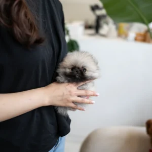 Pomeranian - Otis