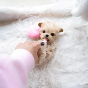 Maltipoo - Olsen