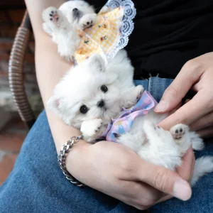 Maltese - Milk
