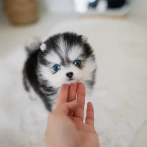 Pomsky - Zeus