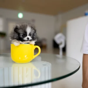 Pomeranian - Ollie