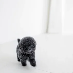 Poodle - Bella