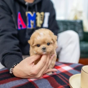 CupCake