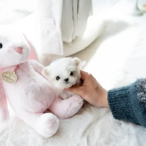 Maltese - Charlotte