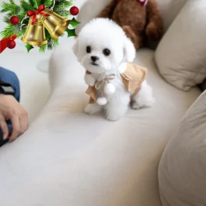 Bichon Frise - Toby