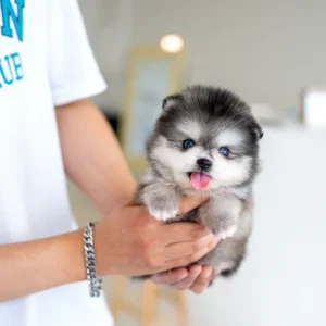 Pomsky - Benny