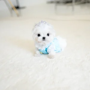 Maltese - David