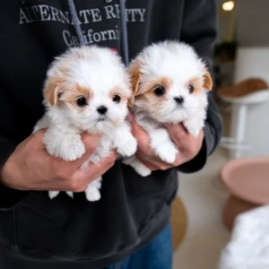 Maltipoo - Coco & Chanel
