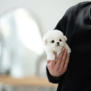 Bichon Frise - Owen