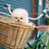 Pomeranian - Dean