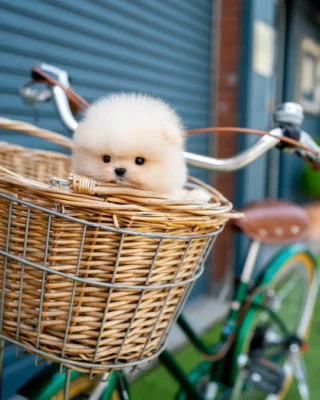 Pomeranian - Dean