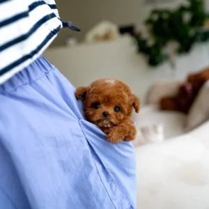 Poodle - Celeste