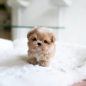 Maltipoo - Cody