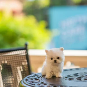 Maltese-Sura