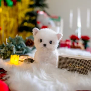 Bichon Frise - Elsa