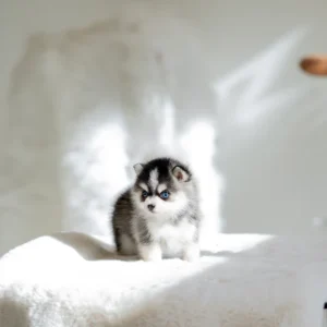 Pomsky - Leo