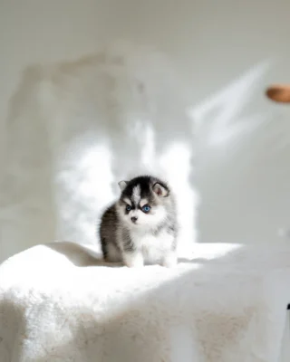 Pomsky - Leo