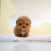 Poodle - Rex