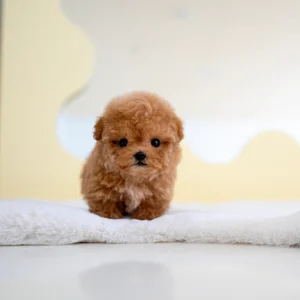Poodle - Rex