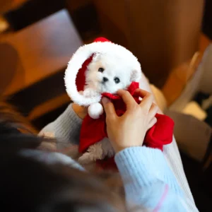 Bichon Frise - Snow