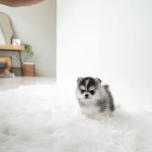 Pomsky - Ethan