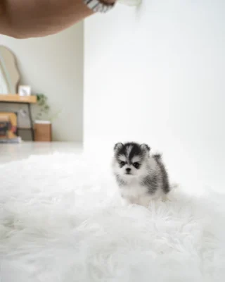 Pomsky - Ethan