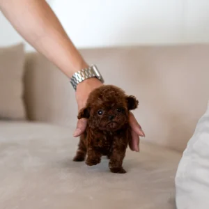 Poodle - Lucas