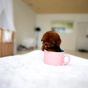 Poodle - Gizmo