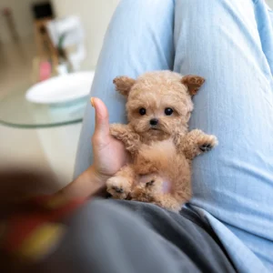 Poodle - Vivienne