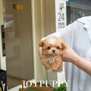 Maltipoo - Pony