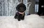 Pomsky Puppy – Dora
