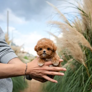 Poodle - Maple