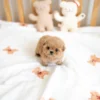 Maltipoo - Emma