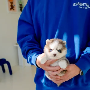 Pomsky - Iris