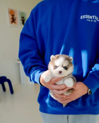 Pomsky - Iris