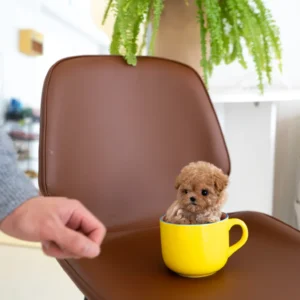 Maltipoo - Toffee