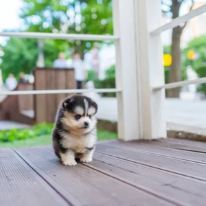 Pomsky - Rocky