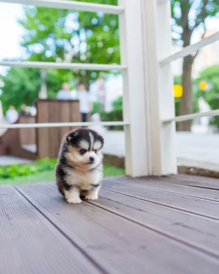 Pomsky - Rocky