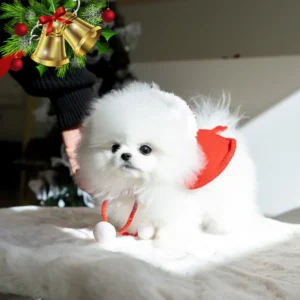 Pomeranian - Coco